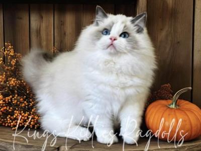 Sir Truitt - Ragdoll - Gallery Photo #1