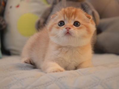 Scottish Fold Golden Chinchilla Fanny - Scottish Fold - Gallery Photo #1