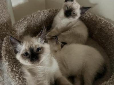 Seal Point Siamese Kittens - Siamese - Gallery Photo #1