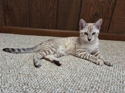 Meet Cole F3 Savannah Kitten Available Now - Savannah - Gallery Photo #1