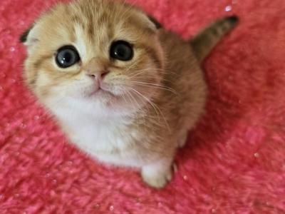 Liluu - Scottish Fold - Gallery Photo #1