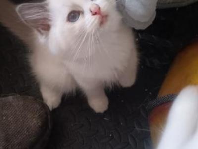 Blue Bicolor Female - Ragdoll - Gallery Photo #1