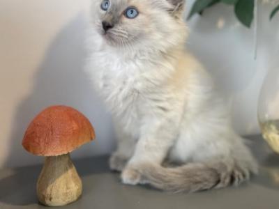 Bueatiful Ragdoll Boy TICA - Ragdoll - Gallery Photo #1