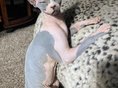 ISO SPHYNX STUD Connect On Insta SphynxAndSerpent - Sphynx - Gallery Photo #1