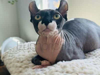 Willows Kittens - Sphynx - Gallery Photo #1