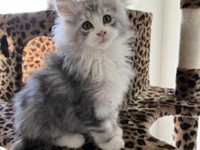 Silver With White - Maine Coon - Gallery Photo #1