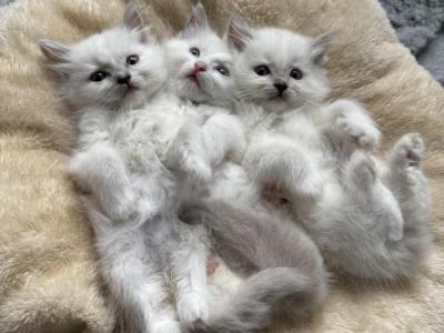 Daisys Litter Lilac Ragdolls - Ragdoll - Gallery Photo #1