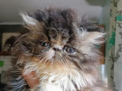 Cfa Brown Tabby And White Male Persian Kitten - Persian - Gallery Photo #1