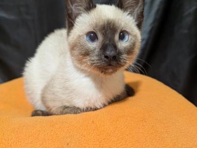 Baby Einstein - Siamese - Gallery Photo #1