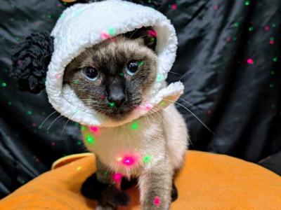 Beanie - Siamese - Gallery Photo #1