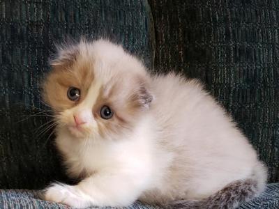 Ginas Boy - Scottish Fold - Gallery Photo #1