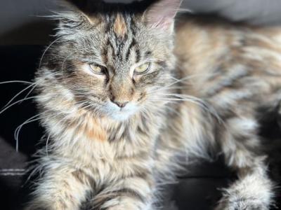 Gorgeous Maine Coons - Maine Coon - Gallery Photo #1