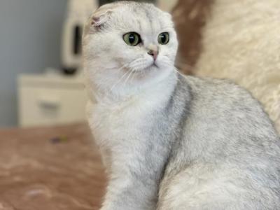 Lantana - Scottish Fold - Gallery Photo #1