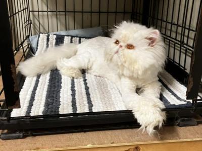 CFA Easy Care Persian Puff - Persian - Gallery Photo #1