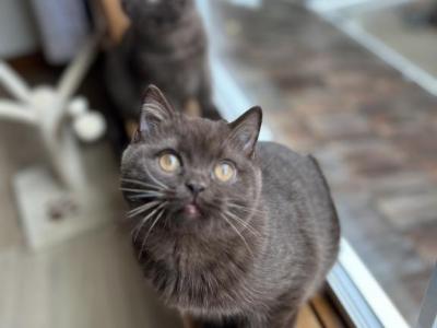 Cedar - British Shorthair - Gallery Photo #1