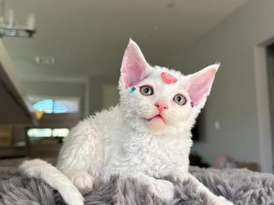 Pearl - Devon Rex - Gallery Photo #1