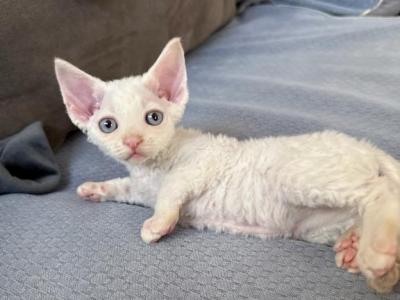 Hellokitty Flame Point - Devon Rex - Gallery Photo #1