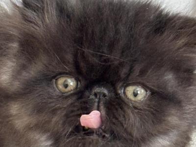 Lilys Baby - Persian - Gallery Photo #1