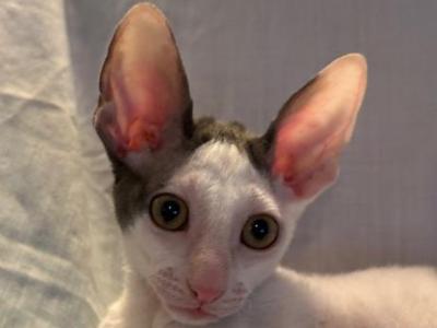 Heartie - Cornish Rex - Gallery Photo #1