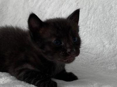 MARVEL Melanistic Savannah Kitten - Savannah - Gallery Photo #1