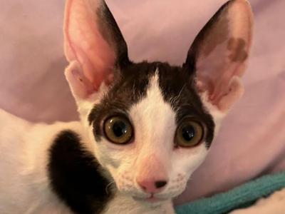 MooMoo - Cornish Rex - Gallery Photo #1