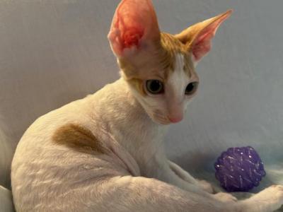 Butterbean - Cornish Rex - Gallery Photo #1