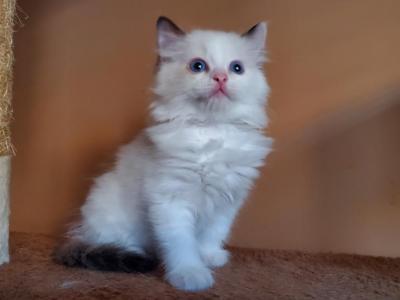 New Tica Registered Bicolor Ragdoll Litter - Ragdoll - Gallery Photo #1