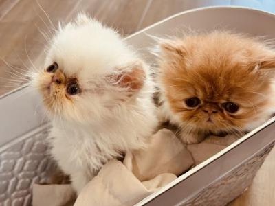 Chais Kittens - Persian - Gallery Photo #1