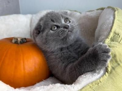 Scottish Fold - Scottish Fold - Gallery Photo #1