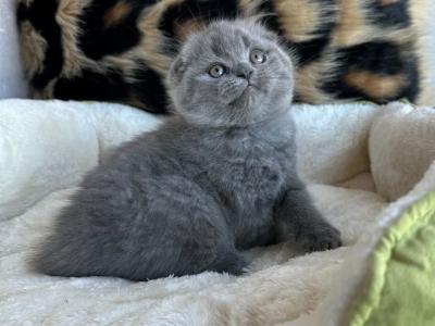 Ula Scottish Fold - Scottish Fold - Gallery Photo #1