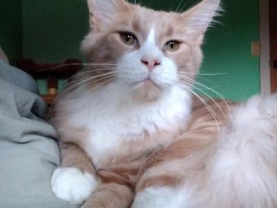 Drogo - Maine Coon - Gallery Photo #1