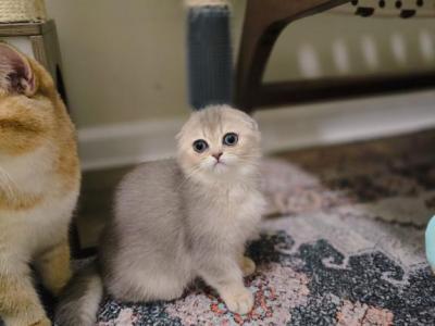 Chanel - Scottish Fold - Gallery Photo #1