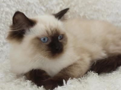 PAWS OF THE HEARTLAND FALL LITTER - Ragdoll - Gallery Photo #1