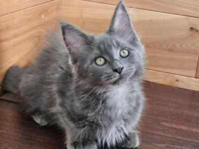 Tufts - Maine Coon - Gallery Photo #1