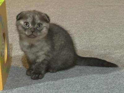 Baby Girl - Scottish Fold - Gallery Photo #1