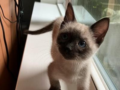 Chocolate Point Siamese Kittens - Siamese - Gallery Photo #1