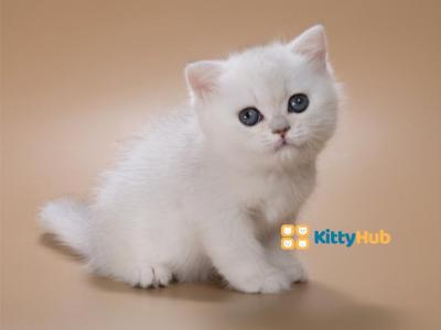 Niko Sweet Baby Boy - British Shorthair - Gallery Photo #1