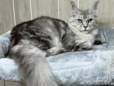 Zinnia - Maine Coon - Gallery Photo #1