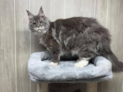 Bobbi Polydactyl - Maine Coon - Gallery Photo #1