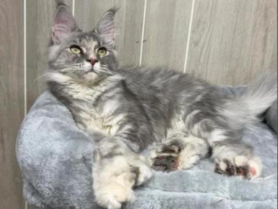 Francis Polydactyl - Maine Coon - Gallery Photo #1