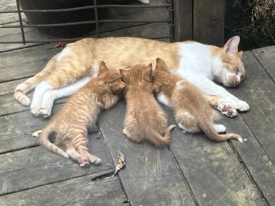 3 Kittens Lost Their Mom & Need Forever Homes - Domestic - Gallery Photo #1