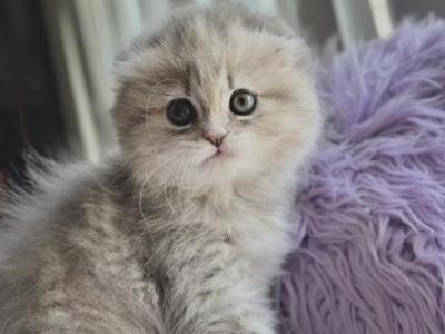 Grey Scottish Fold Girl - Scottish Fold - Gallery Photo #1