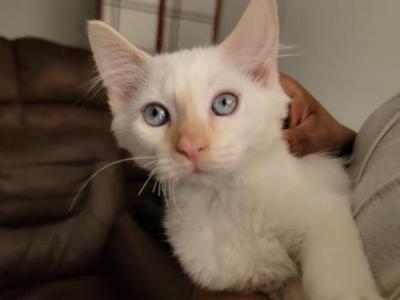 Lily - Turkish Angora - Gallery Photo #1