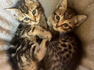 Bengal Kittens - Bengal - Gallery Photo #1