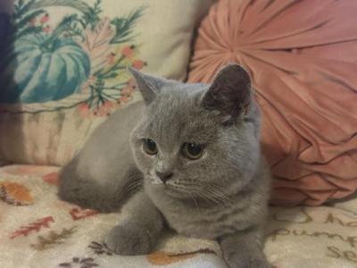 Baloo - British Shorthair - Gallery Photo #1