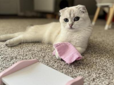 Dash - Scottish Fold - Gallery Photo #1