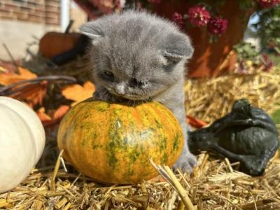 Jack - British Shorthair - Gallery Photo #1