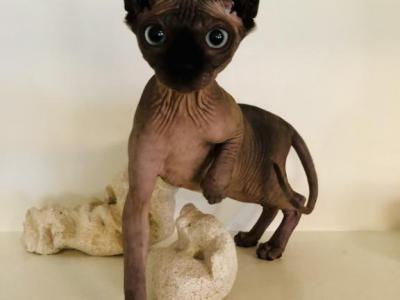 Nessa   Luna X Santiago - Sphynx - Gallery Photo #1