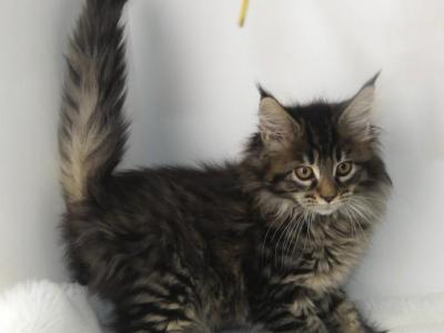 Persephone - Maine Coon - Gallery Photo #1