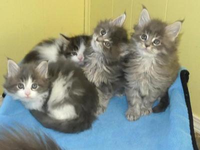 Blue Tabby Female Maine Coon Kitten - Maine Coon - Gallery Photo #1